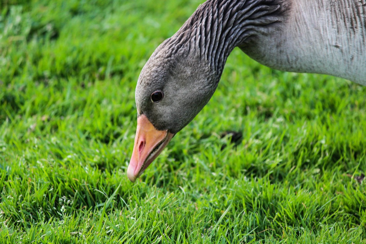 Ánsar Común - ML645715755