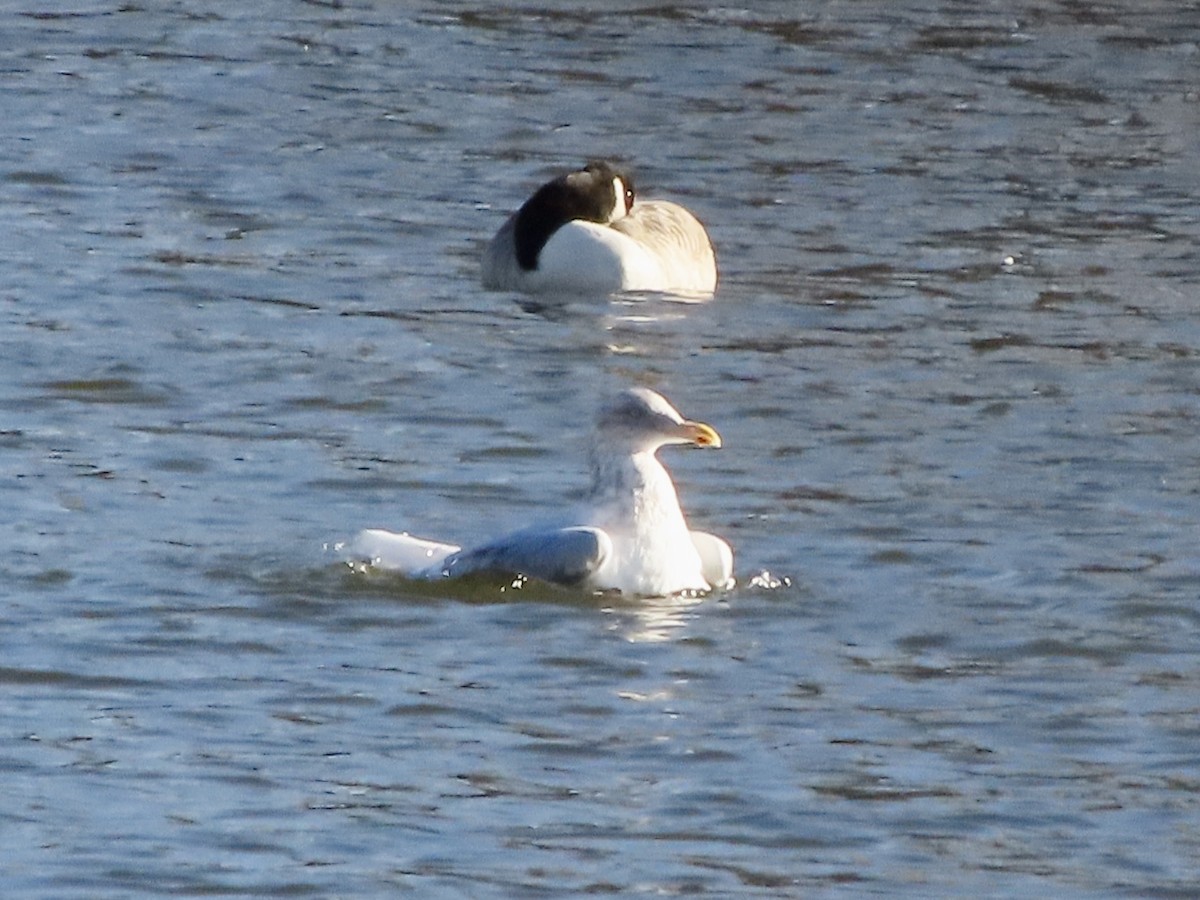 Gaviota Argéntea Americana - ML645715756