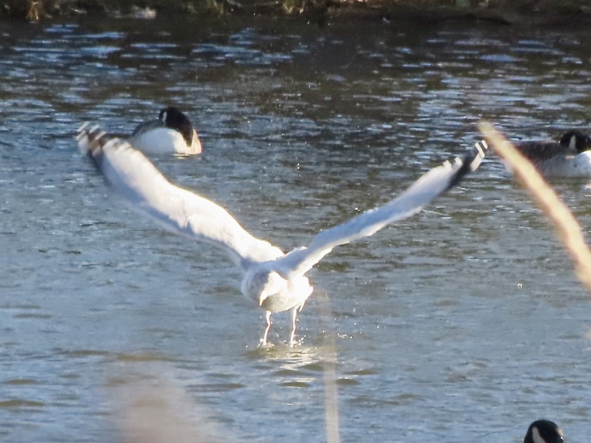 Gaviota Argéntea Americana - ML645715757