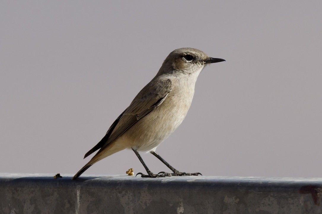 Collalba Afgana - ML645715758