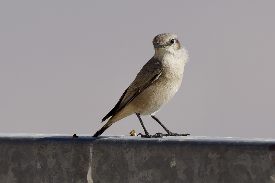 Collalba Afgana - ML645715759