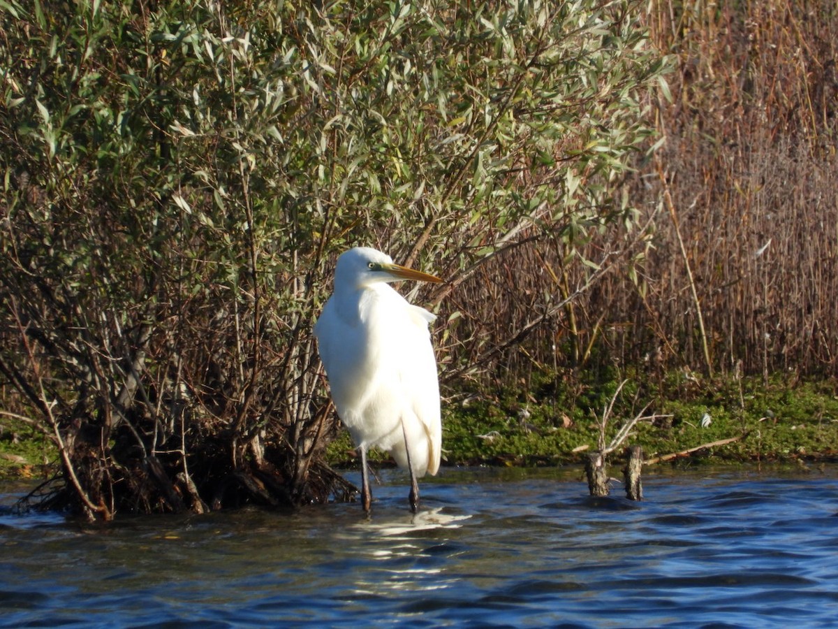 Garceta Grande - ML645715760