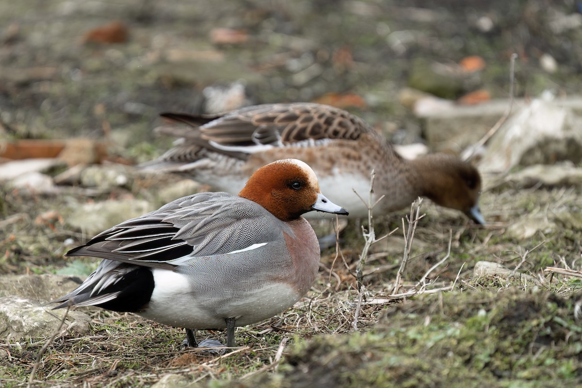 Silbón Europeo - ML645715761
