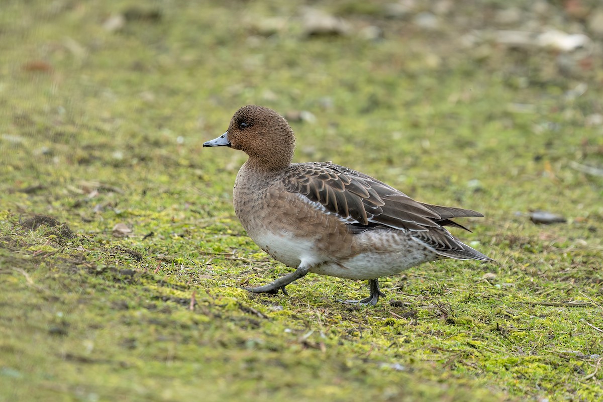 Silbón Europeo - ML645715762