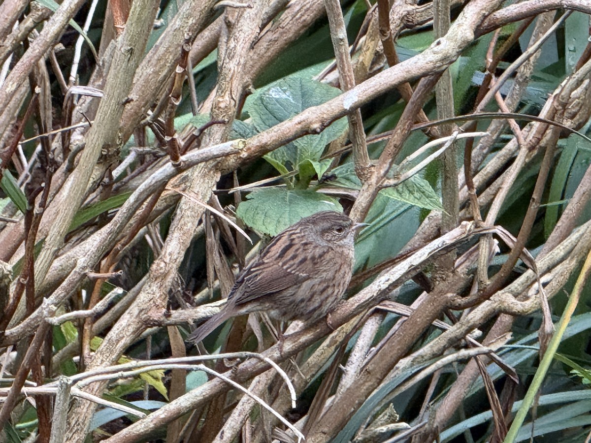Acentor Común - ML645715763