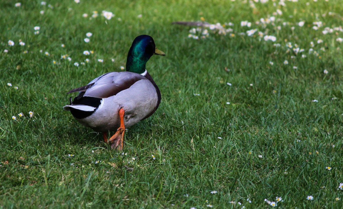 Ánade Azulón - ML645715764