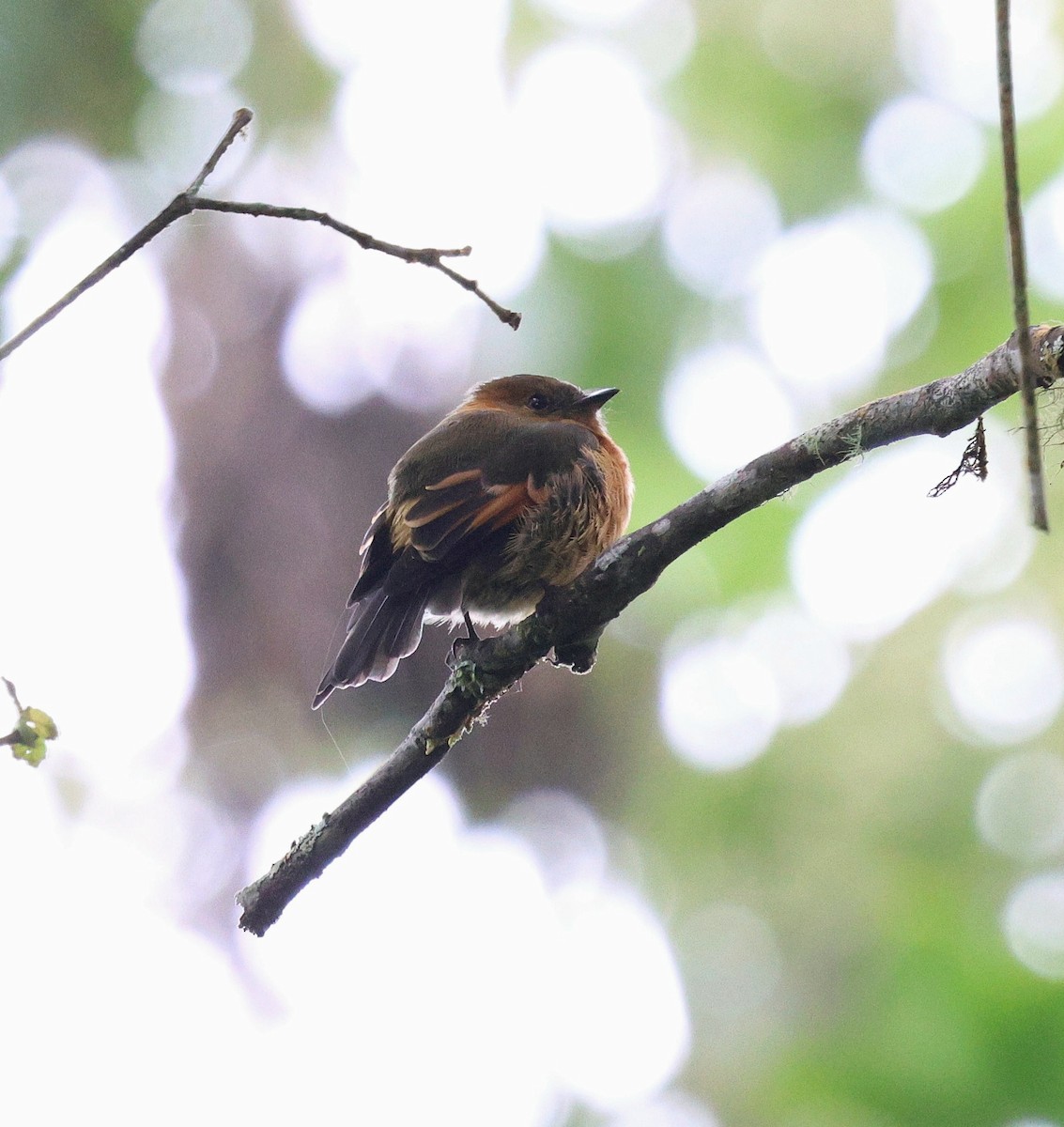 Birro Chico - ML645715765