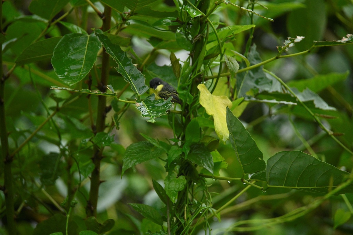 Titirijí Común - ML645715766