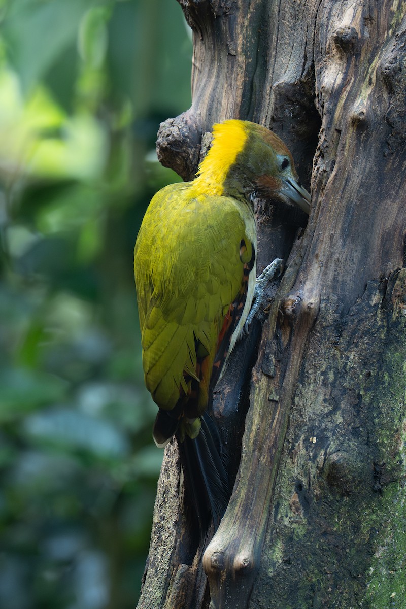 Pito Nuquigualdo - ML645715767