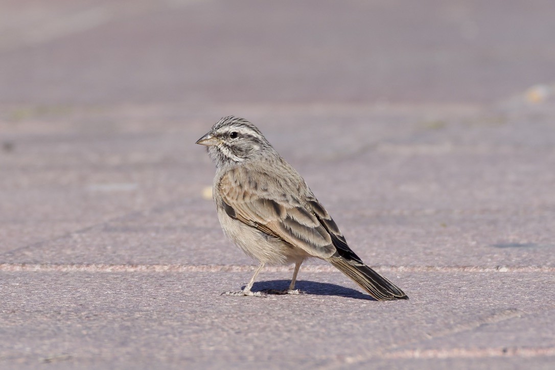 Escribano Estriado - ML645715768