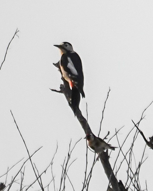 Pico Sirio - ML645715769