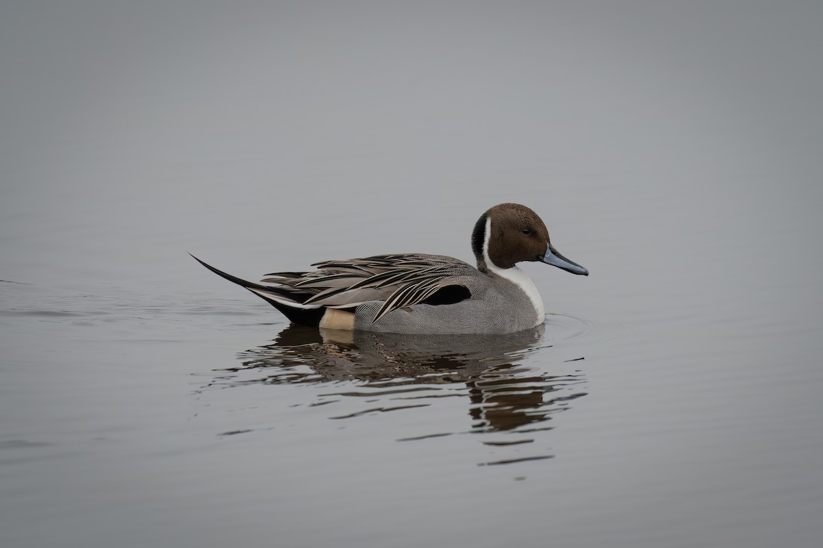 Ánade Rabudo - ML645715770