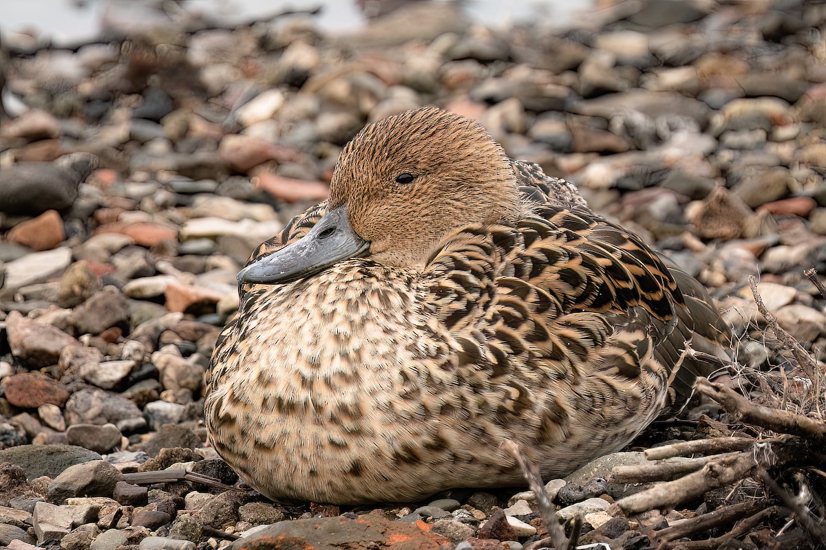 Ánade Rabudo - ML645715771