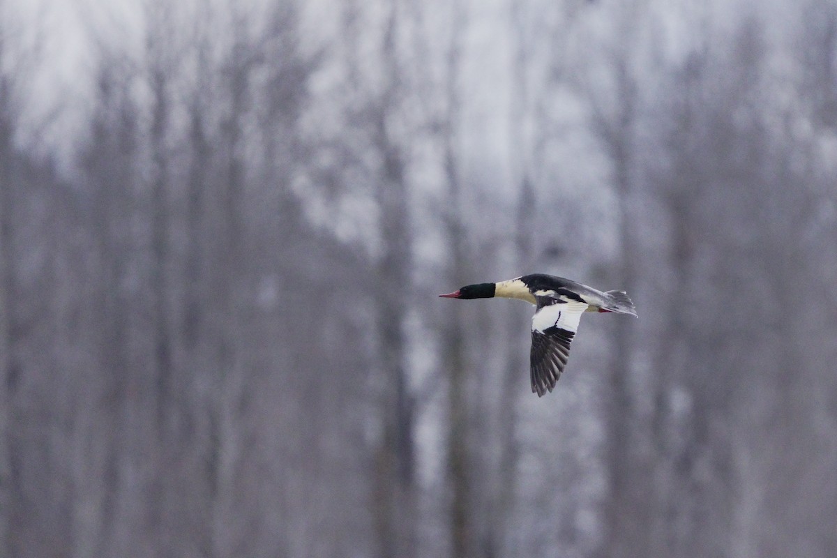 Serreta Grande - ML645715773