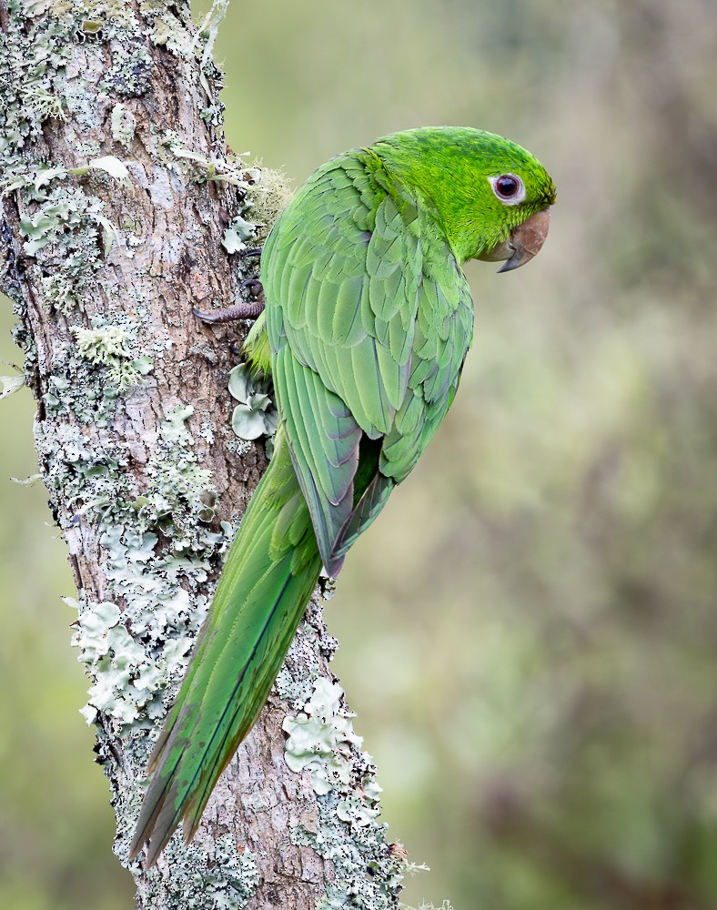 Aratinga Ojiblanca - ML645715775