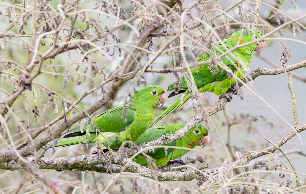 Aratinga Ojiblanca - ML645715776