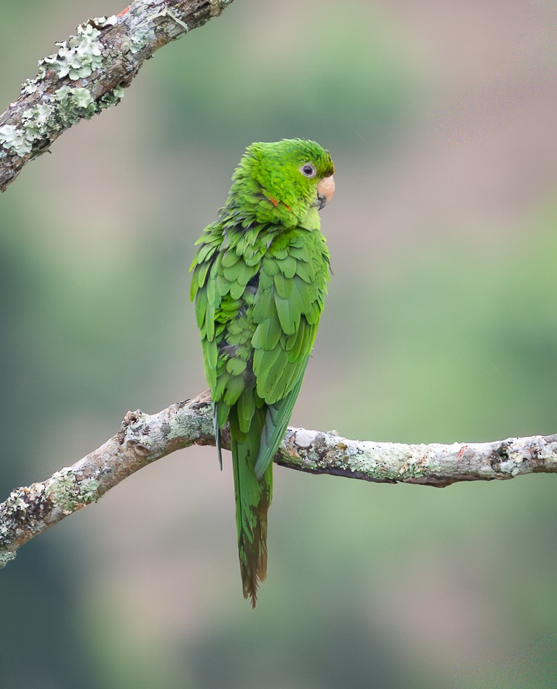 Aratinga Ojiblanca - ML645715777