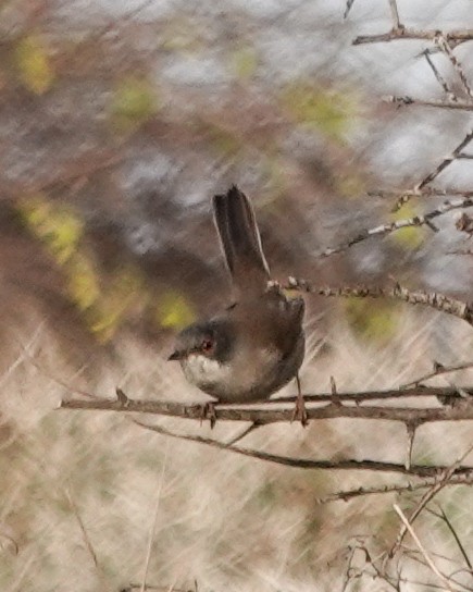 Sardinian Warbler - ML645715779