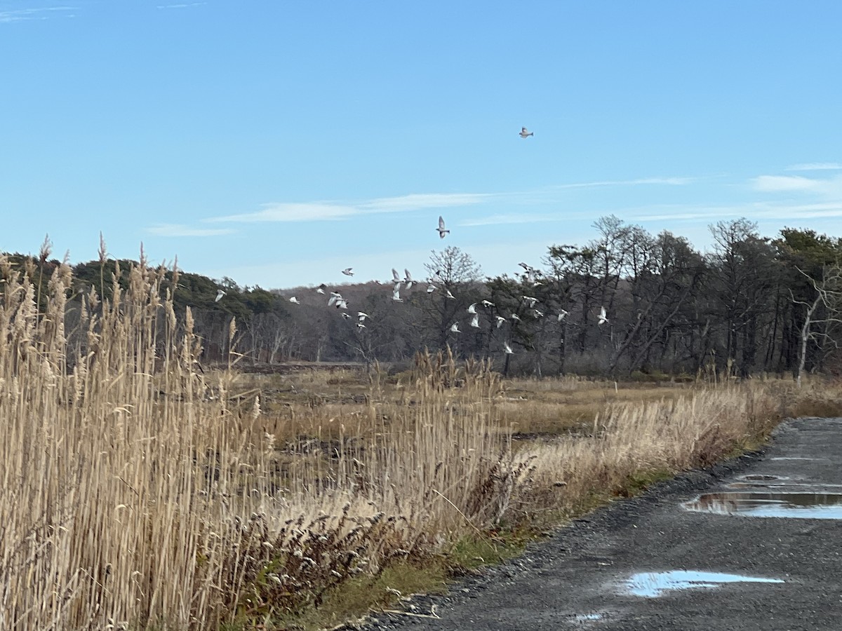 Snow Bunting - ML645715786