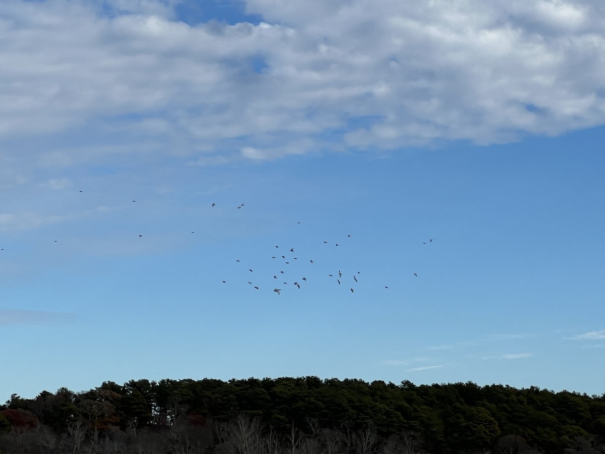 Snow Bunting - ML645715787