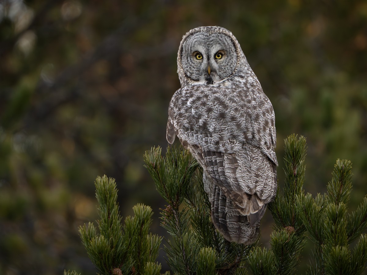 Great Gray Owl - ML645715788