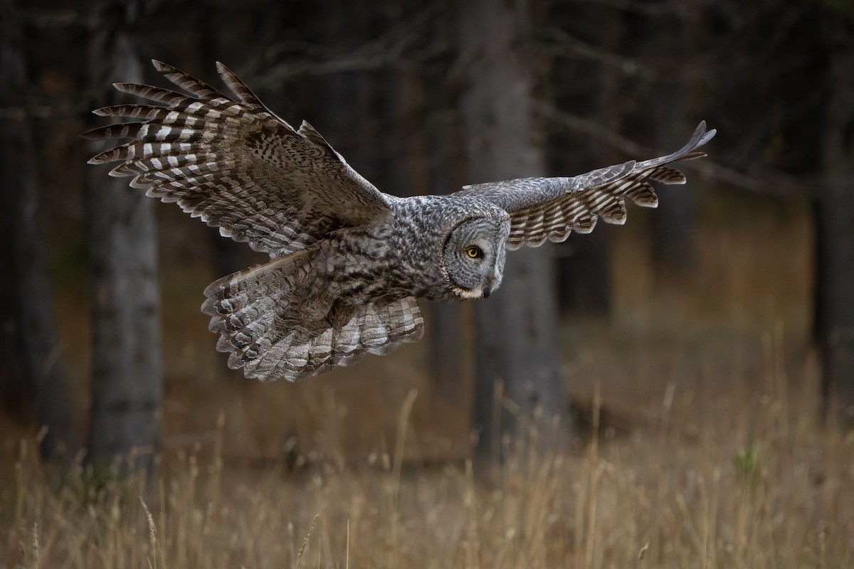 Great Gray Owl - ML645715790