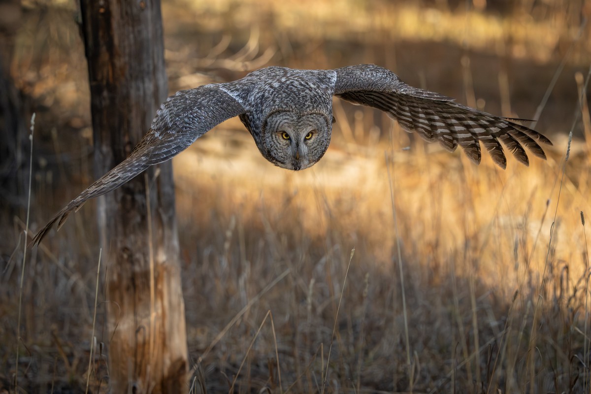 Great Gray Owl - ML645715791