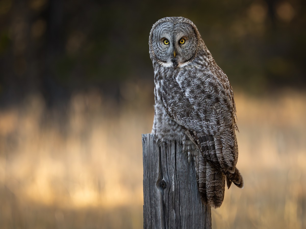 Great Gray Owl - ML645715792