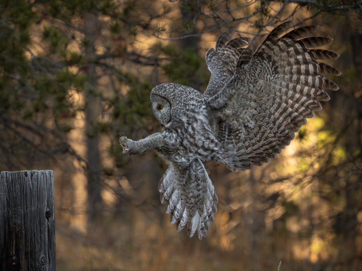 Great Gray Owl - ML645715793