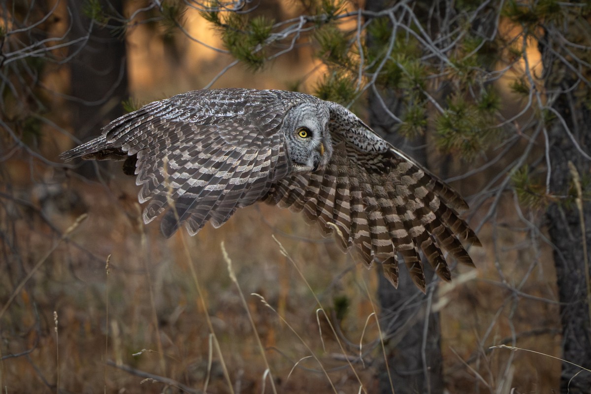 Great Gray Owl - ML645715794