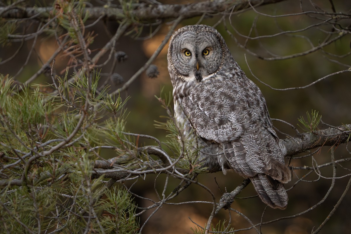 Great Gray Owl - ML645715795