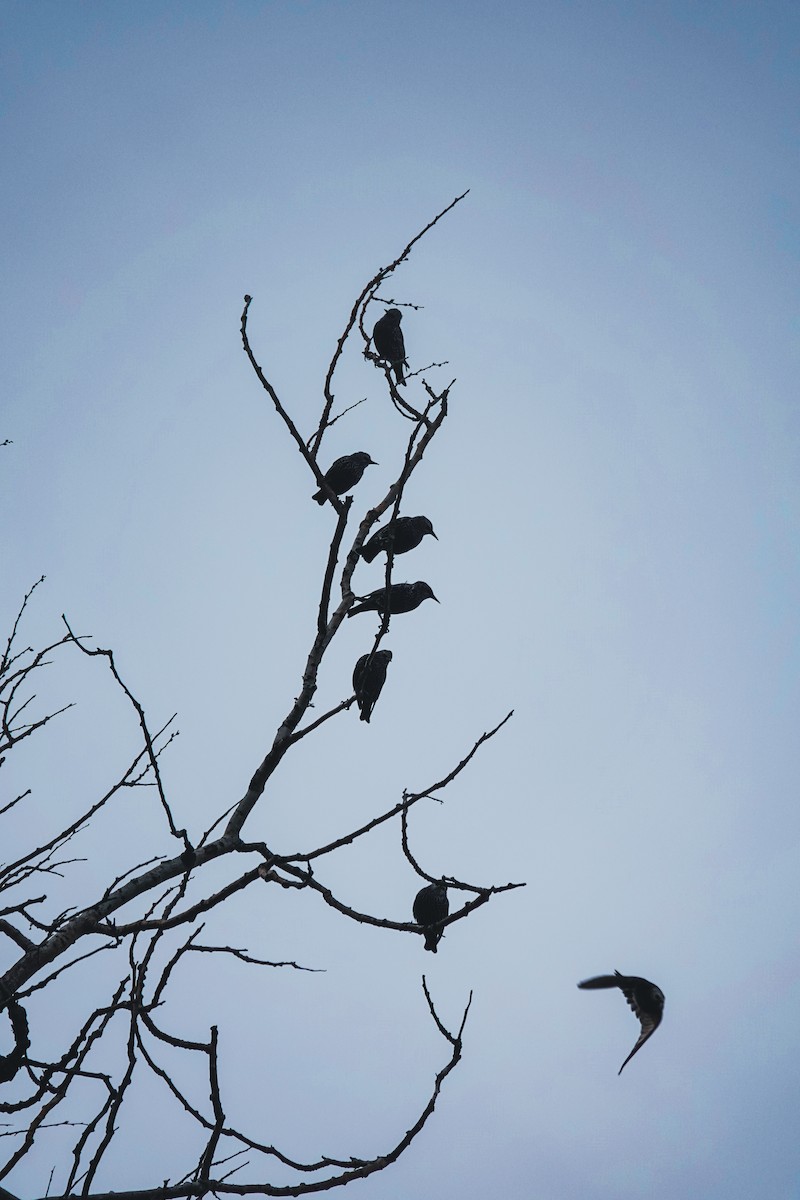 European Starling - ML645715806