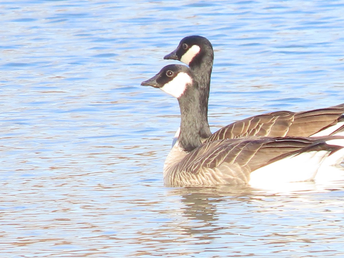 Cackling Goose - ML645715824