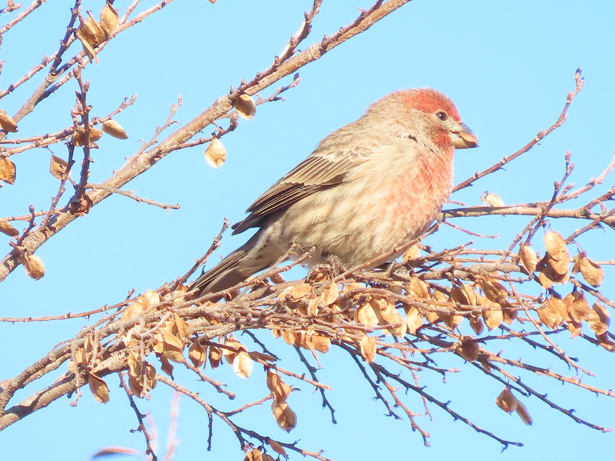 House Finch - ML645715840