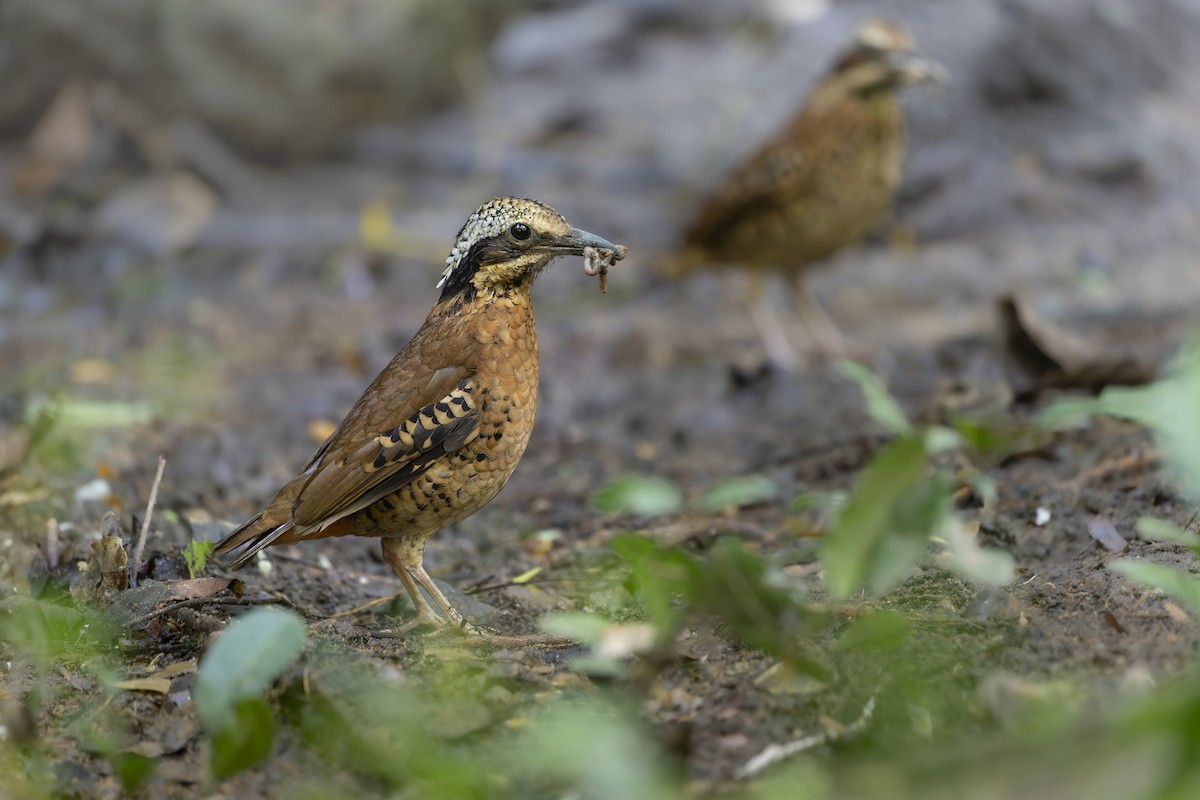 Eared Pitta - ML645715841
