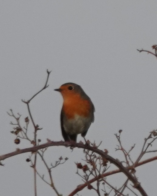 European Robin - ML645715844