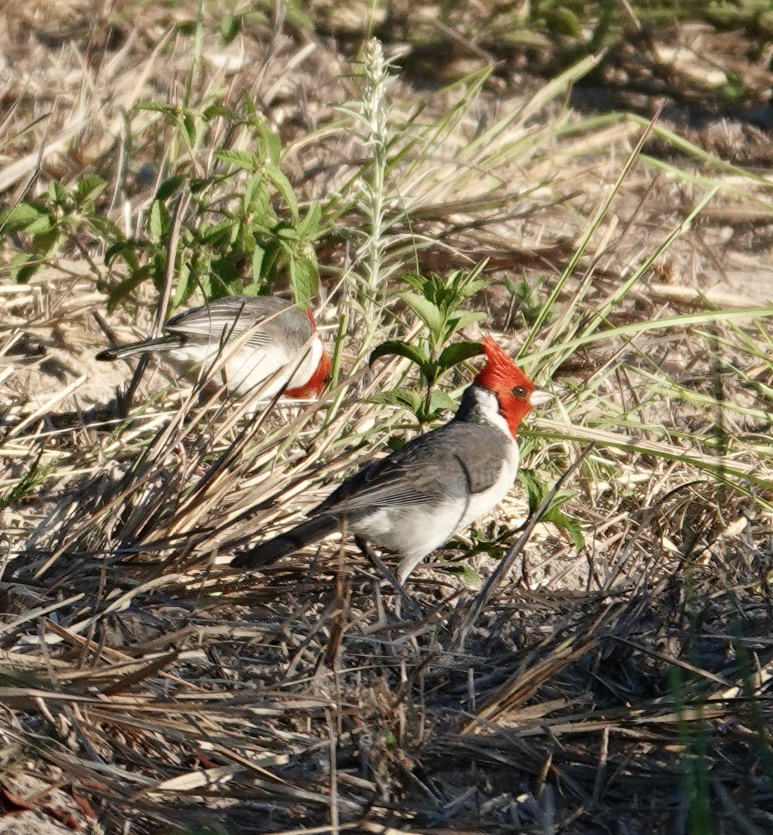 Red-crested Cardinal - ML645715845
