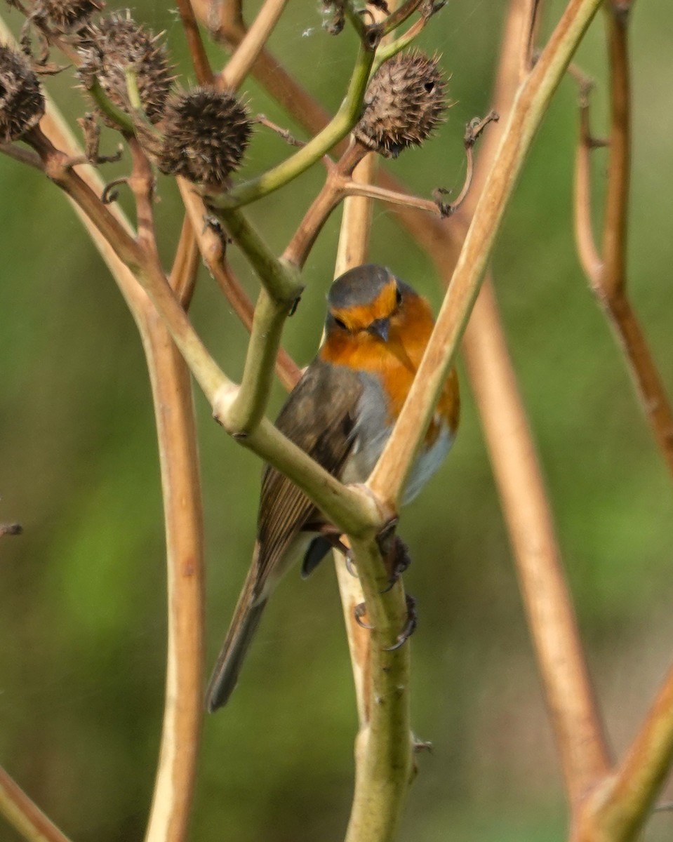 European Robin - ML645715846