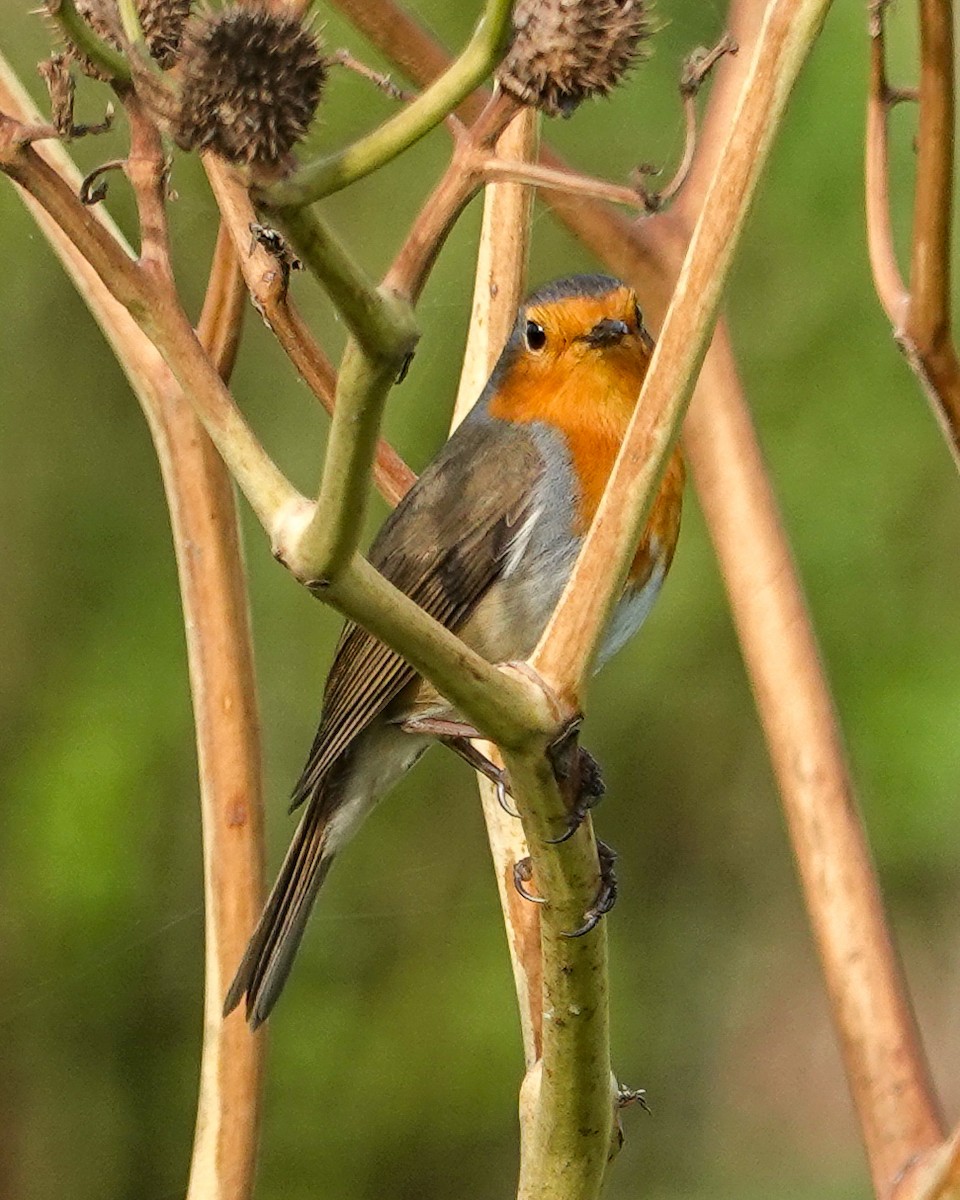 European Robin - ML645715847