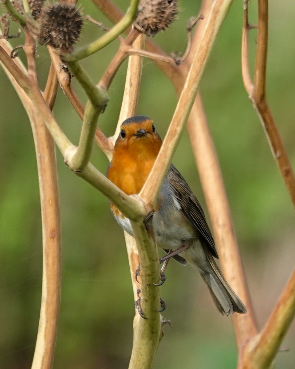 European Robin - ML645715848