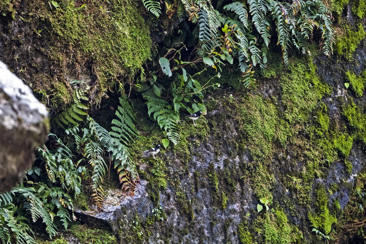 Little Forktail - ML645715855