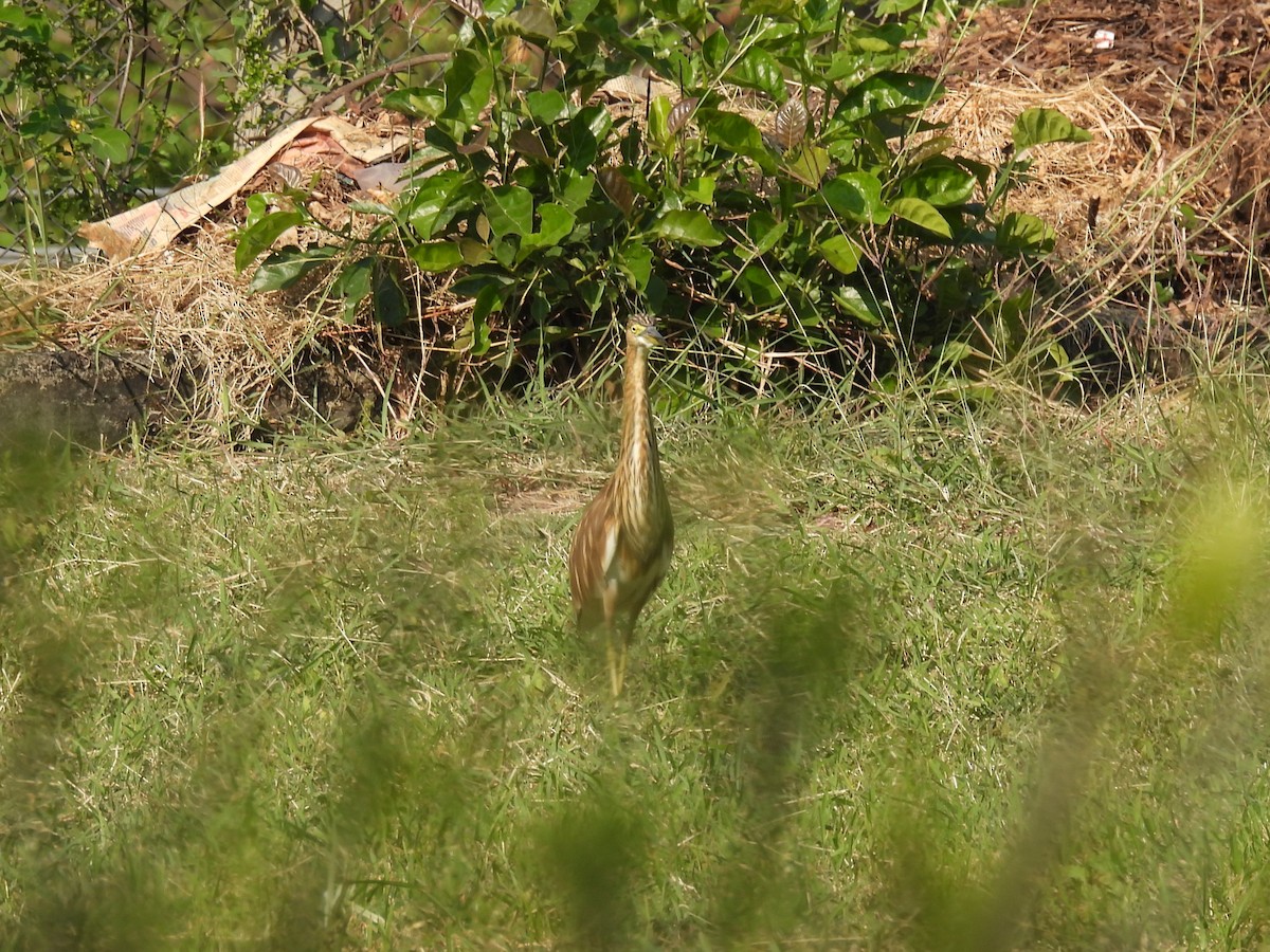 Indian Pond-Heron - ML645715881