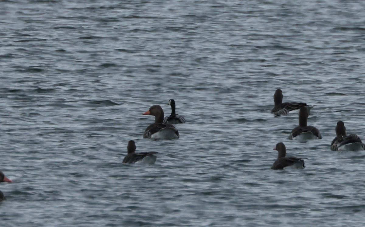 Barnacle Goose - ML645715885