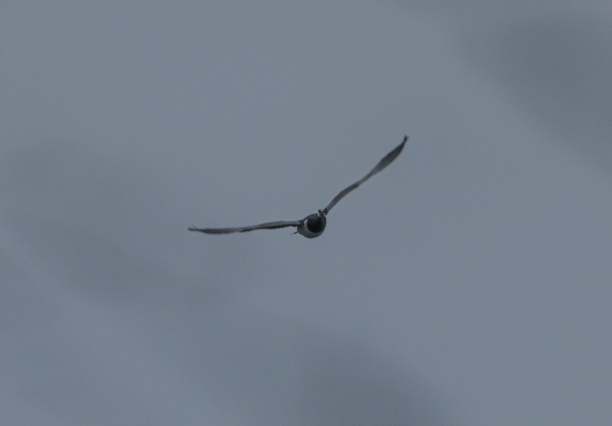 Barnacle Goose - ML645715886