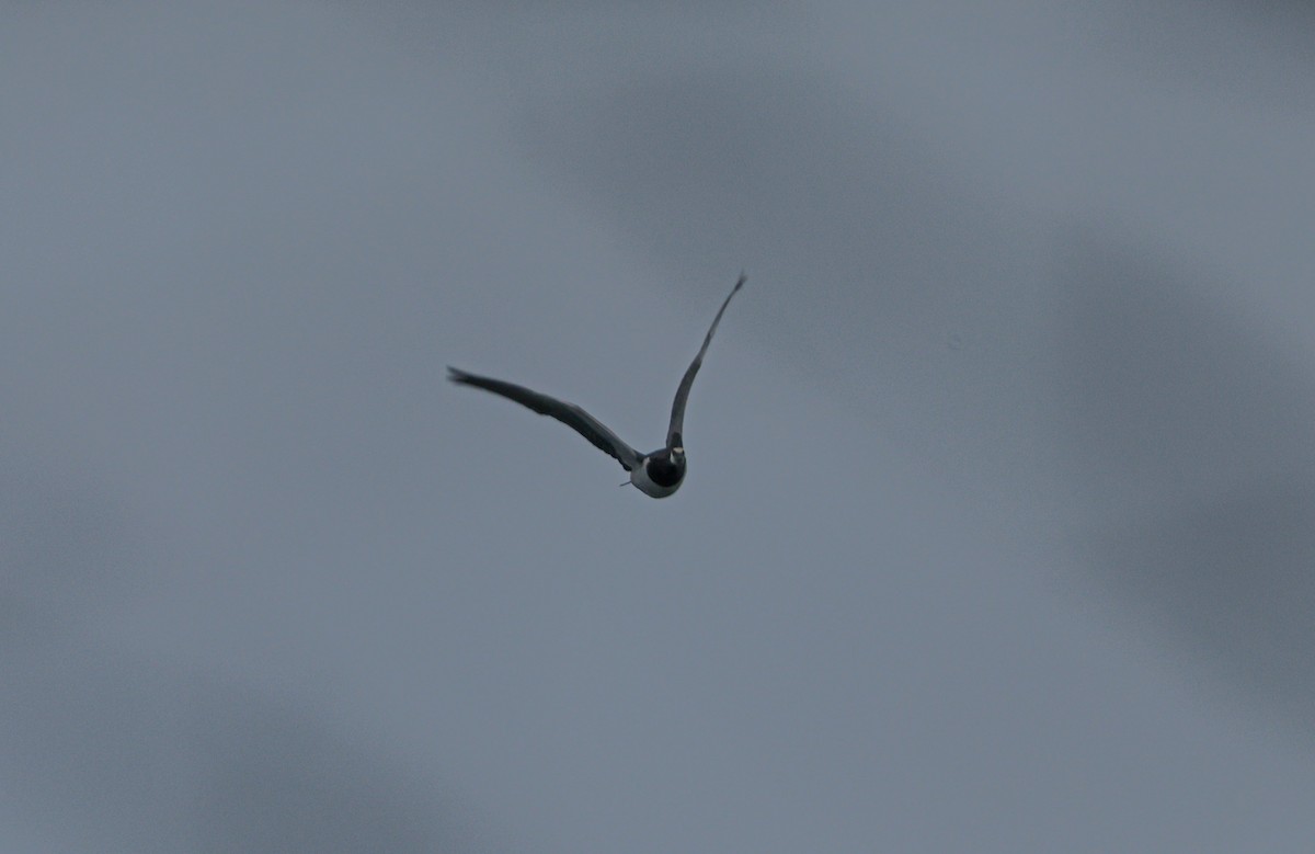 Barnacle Goose - ML645715887