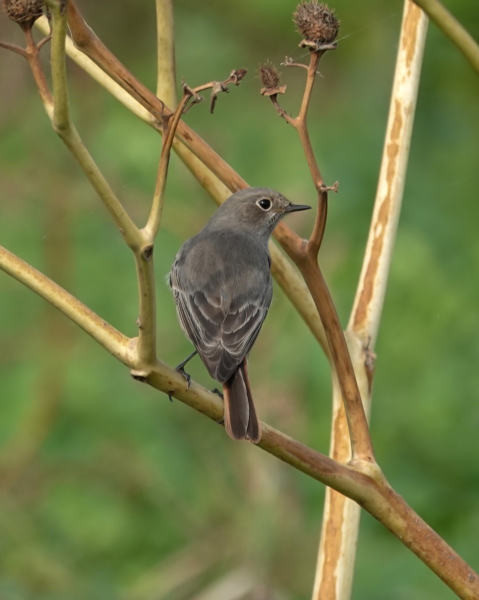 Black Redstart - ML645715888