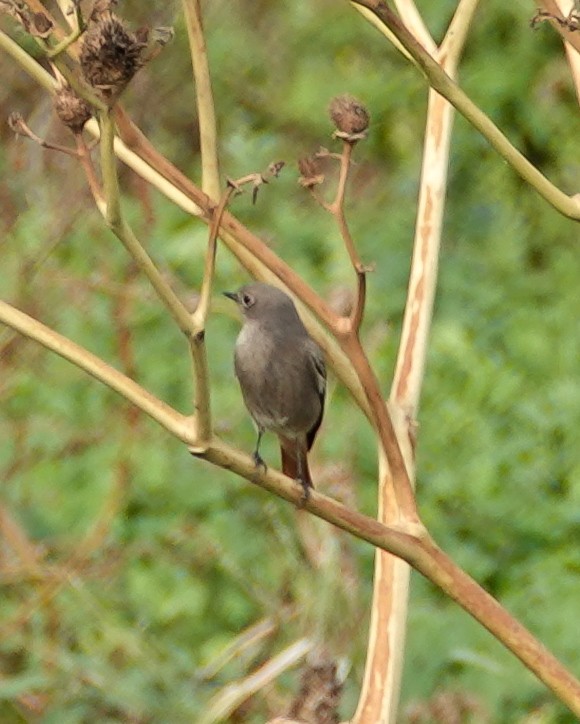 Black Redstart - ML645715889