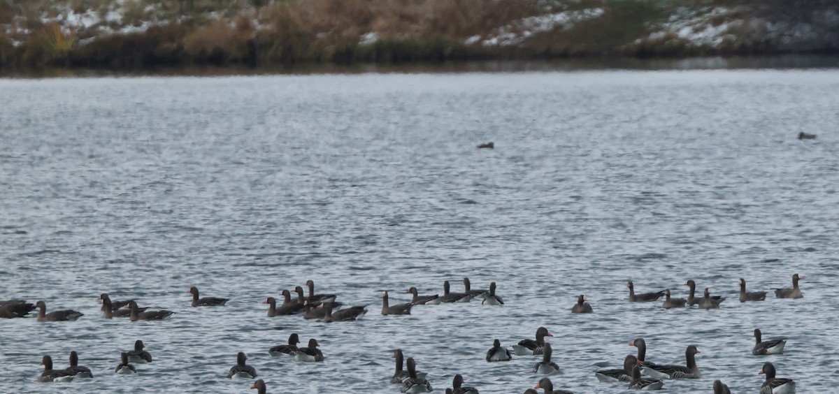 Greater White-fronted Goose - ML645715892