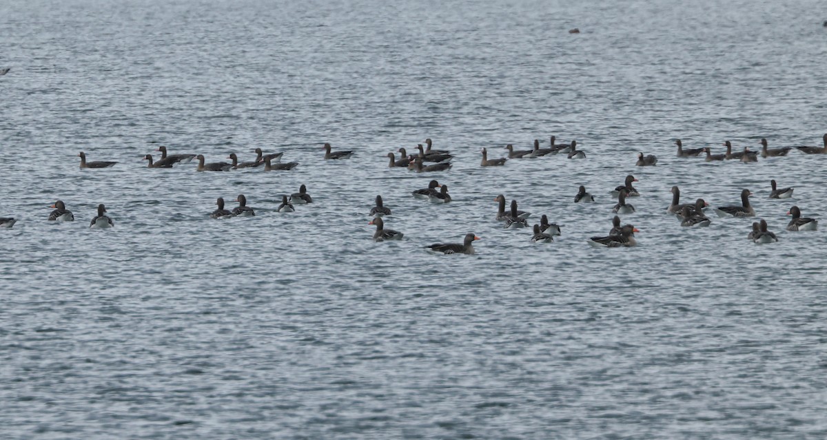 Graylag Goose - ML645715897