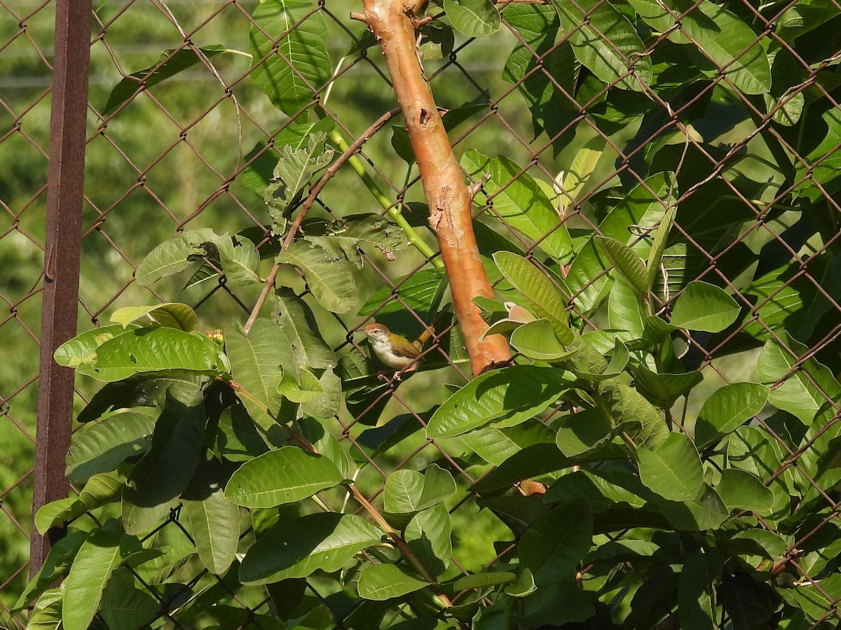 langstjertskredderfugl - ML645715900